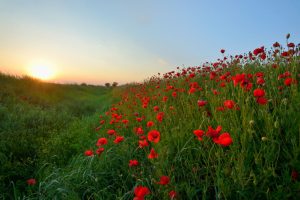 red poppies memorial day